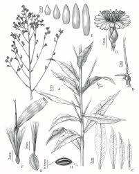 Image result for Lactuca indica