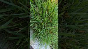 Tall fescue is not controllable without killing the desirable grasses surrounding the tall fescue. Identifying K31 Tall Fescue Always Misidentified As Crabgrass Or Dallisgrass Youtube