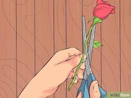 We did not find results for: How To Transport Cut Flowers 10 Steps With Pictures Wikihow