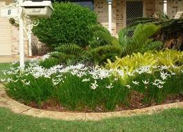 Zephyranthes Candida Buy Rain Lily Plants Online 6 For 36 Plants Native Garden Lily Plants