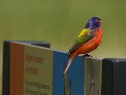 European starling (20%) winter brings some northern species out of the cold to winter in texas: Galveston Com Bird Species Galveston Tx