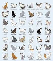 As such, different cat breeds have different life expectancies. I Love Them All Cats Illustration Cat Breeds Chart Cat Breeds
