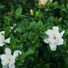 Image result for Gardenia posoquerioides