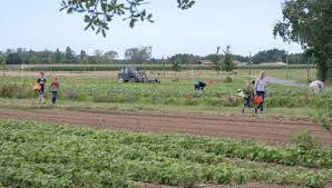 Des fruits et des baies — фрукты и ягоды. Vente A La Ferme La Cueillette Autorisee Sous Conditions En Sarthe