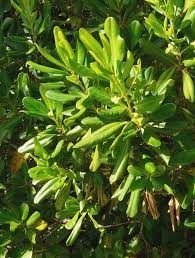 Image result for Myrsine