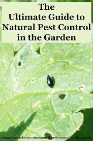 When using repellents and deterrents, use only as much and as often as is necessary. Natural Pest Control In The Garden Get Rid Of 20 Top Pests