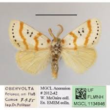 Image result for Eriosema flemingioides