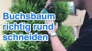 April bis september ist der ideale zeitraum Buchsbaum Busche Und Baume Kugelformig Rund Schneiden Youtube