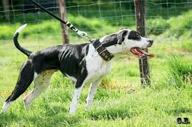 Black And White Pitbull Dog Black And White Apbt American Pitbull American Pitbull Terrier Black And White Dog