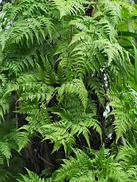 Image result for Davalliaceae