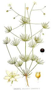 Image result for Spergula