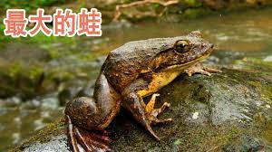 最大的蛙 巨谐蛙 animals