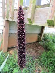 Image result for Cenchrus americanus