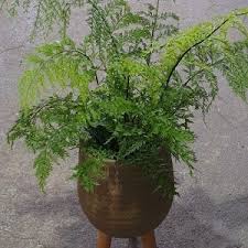 Image result for Asplenium aethiopicum