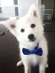 Winston Japanese Dogs Japanese Spitz Cute Dog Pictures
