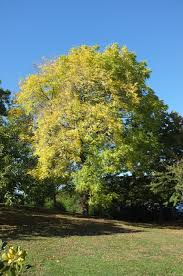 Image result for Juglans