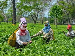 During medieval times, assam was ruled by two dynasties, koch and ahom. Covid 19 Assam Tea Planters Stare At Rs 1 218 Crore Loss The Economic Times