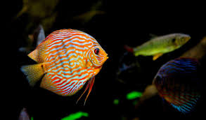 33 Reasons Why You Should Visit Paris In Winter Tropical Fish Tanks Fish Big Aquarium