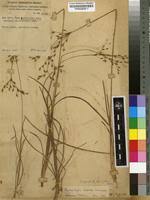 Image result for Fimbristylis scabrida