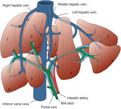 Functions of the healthy liver. Anatomy And Development Of The Liver Springerlink