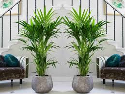 From tiny succulents to large, leafy tropical specimen plants, only your imagination is the limit to how many/which ones will find their way into your home. Most Beautiful Indoor And Big Plants For Your Living Room