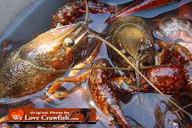 Live crawfish, boiled with carrots and potatoes in highly spiced water, is a southern cuisine staple. We Love Crawfish Where To Buy Crawfish Boiling Crawfish Ordering Online 2021 Crawfish Season 2021 Crawfish Festivals Recipes How To Eat Crawfish Photos Crawfish Store Crawfish Industry