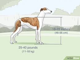 Advertise, sell, buy and rehome italian spinone dogs and puppies with pets4homes 3 Ways To Differentiate Between A Whippet And An Italian Greyhound