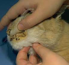 How common are liver tumors in cats and dogs? Liver Primary Hepatic Neoplasia In Cats Vetlexicon Felis From Vetlexicon Definitive Veterinary Intelligence