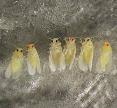 Pest management consultants, pest control supplies, and integrated pest management. Gene Editing Protocol For Whitefly Pest Opens Door To Control Eurekalert Science News