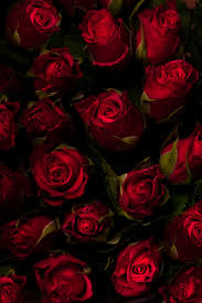 We did not find results for: Dark Red Roses Image 1682625 On Favim Com