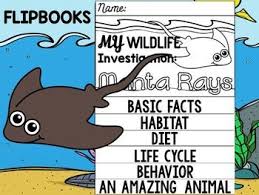 Flip Book Set Manta Rays Sea Ocean Animals Research Report Mantas Flip Book Ocean Lesson Plans Writing Lessons