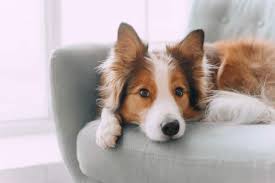 Border Collie Kopek Ozellikleri Karakteri Ve Bakimi Petza