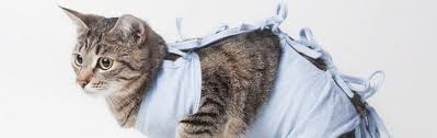 Das wird ne ziemlich große op da auch noch die zähnchen gemacht werden müssen :cry: Kostenerstattung Fur Privat Veranlasste Kastration Frei Lebender Katzen Weka