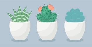 Let's begin by using a pencil and lightly drawing a succulent's basic cactus shape. How To Create A Trio Of Succulents In Adobe Illustrator