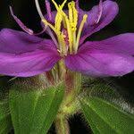 Image result for Melastomastrum capitatum