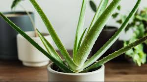 Riesenauswahl an produkten für zuhause. Rosemary Boston Fern Seven Indoor Plants That Will Help Improve Overall Health And Wellness