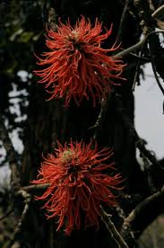 Image result for Erythrina abyssinica × lysistemon