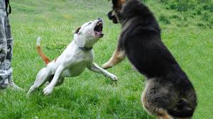 A shepherd pitbull usually has a litter size of about eight puppies with the german shepherd being the dam and the pitbull being the sire. Pitbull Vs German Shepherd Youtube