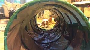 How To Make A Practice Agility Tunnel Dog Agility Dog Training Agility Training For Dogs