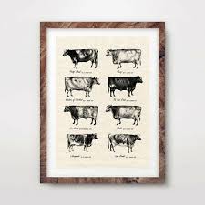 Vintage Cow Breeds Farm Animal Chart Art Print Agriculture