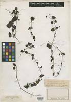 Image result for Diclis reptans