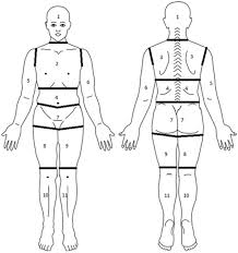 Start studying body muscles diagram. Diagram Pain Assessment Body Diagram Arms Full Version Hd Quality Diagram Arms Ldiagrams Eppci It