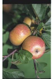This website presents a lot of information about growing fruit trees.but at this moment in time, we would like to highlight the section focusing on how to keep old trees healthy and productive.today, more than ever before, it is well worth looking after existing older fruit trees in the garden or allotment. Ashmeads Kernel Apple Tree 20 00 Dessert Apples Late Season Apple Trees And Fruit Trees For Sale Buy At Competitive Prices With Wholesale Discounts