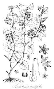 Image result for Isonema infundibuliflorum