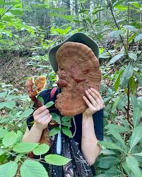Image result for Ganoderma tsugae