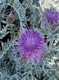 Image result for Senecio ruwenzoriensis