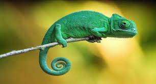 The natural habits of chameleons make them tricky to care for. Chameleons 10 Facts You Probably Need To Learn