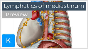Es liegt in der medianebene zwischen den beiden. Lymph Nodes And Vessels Of The Mediastinum Preview Human Anatomy Kenhub Youtube