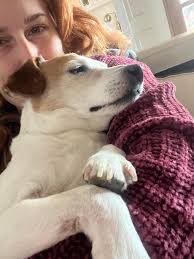 Just lost my jack Russell x Pom , miss him so bad xx