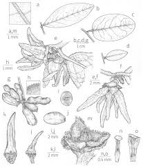 Image result for Landolphia letestui